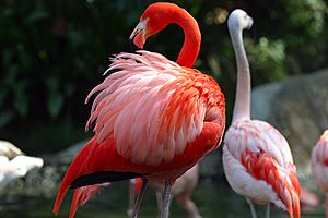 Lightmatter flamingo