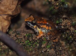 Limnonectes hascheanus from southern Thailand
