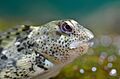 Lipophrys pholis 1