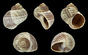 Littorina sitkana var. zonata 01