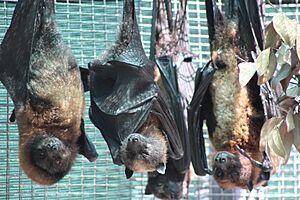 Lubee Bats