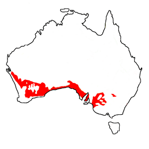 Malle vegetation in Australia