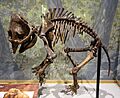 Mammuthus primigenius Museum of Ancient Life 1