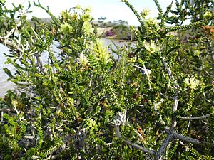 Melaleuca blaeriifolia foliage, flowers and fruits.JPG