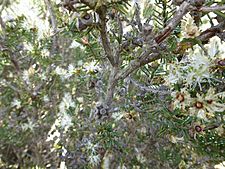 Melaleuca ordinifolia (fruits)