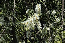 Melaleuca tamariscina flowers