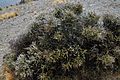 Melicytus alpinus 121105688