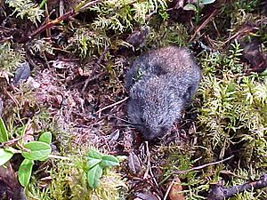 Wood lemming Facts for Kids