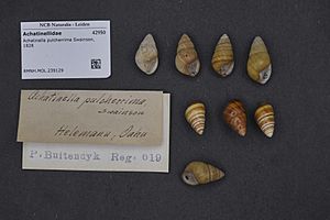 Naturalis Biodiversity Center - RMNH.MOL.239129 - Achatinella pulcherrima Swainson, 1828 - Achatinellidae - Mollusc shell