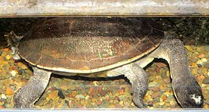 New Guinea snake-necked turtle.jpg