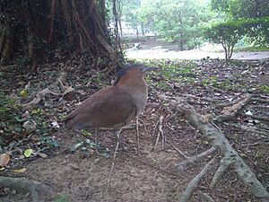 Night Heron - Hsinchu, Taiwan