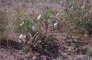 Oenothera harringtonii.jpg