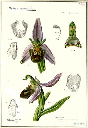 Ophrys apifera00