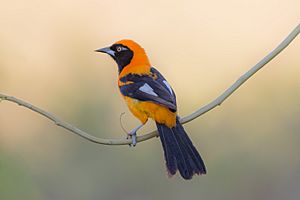 Orange-backed troupial.jpg