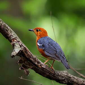 Orange Headed Thrush 