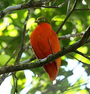 Orangedove taveuni june2008.JPG