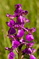 Orchis Morio
