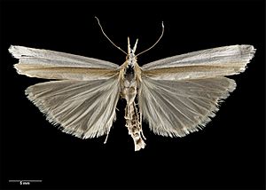 Orocrambus ephorus (Meyrick, 1885) AMNZ21754.jpg