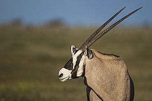 Oryx gazella - Etosha 2014