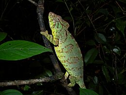 Oustalet's Chameleon (Furcifer oustaleti), Ankarafantsika, Madagascar (4315268487)
