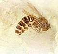 Palaeovespa florissantia