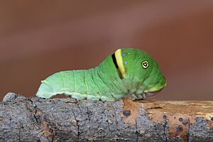 Papilio canadensis caterpillar 1.JPG