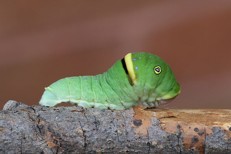 Papilio canadensis caterpillar 1