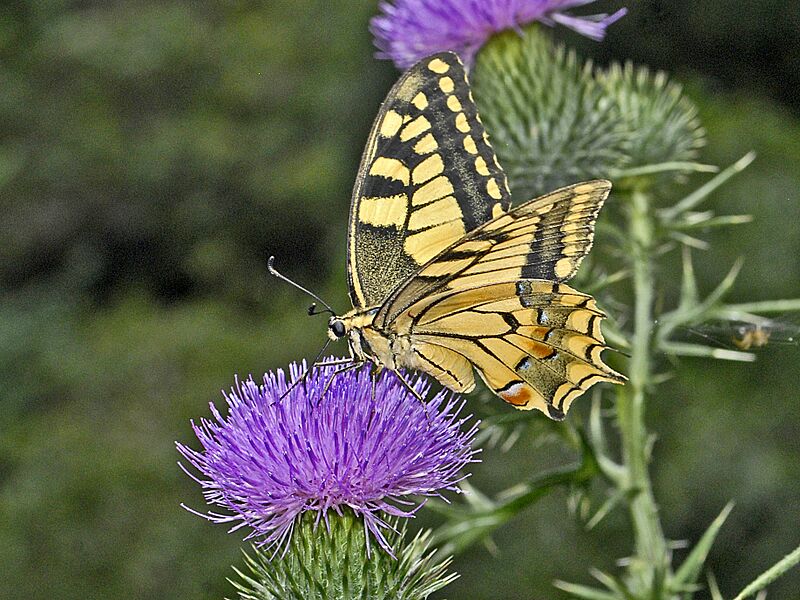 Papilionidae - Papilio machaon-003