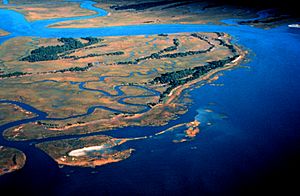 Pine Island, ACE Basin National Estuarine Research Reserve