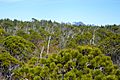 Pinus contorta Pacific Rim NP 1.jpg