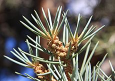 Pinyon pine Pinus monophylla needles close