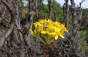 Pittocaulon praecox inflorescencia