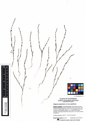 Polygonum sawatchense ssp. sawatchense -21291 (7727008662).jpg
