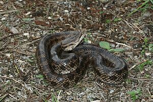 Prairie Kingsnake (Lampropeltis calligaster)