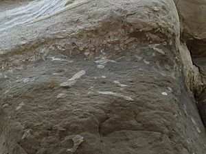 Purisima Formation Trace Fossils