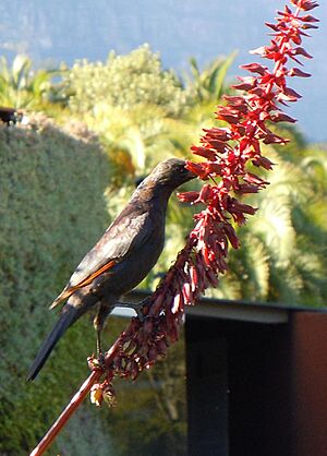 Red-winged Starling feeding on Melianthus