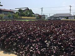 Red Shiso field 2