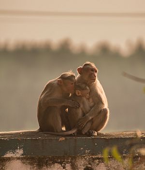 Rhesus macaque-2