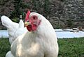Rhode Island White hen