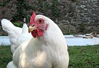 Rhode Island White hen.jpg