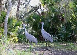 Sandhill Cranes at Hontoon Island