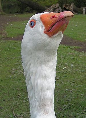 Scary goose