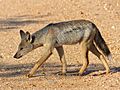 Side-striped Jackal (Canis adustus)- rare sighting of this nocturnal animal ... (13799182833)