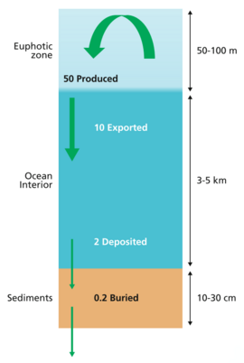 Simplified budget of carbon flows in the ocean
