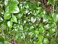 Smilax rotundifolia 8