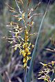 Sorghastrum nutans EPA-2