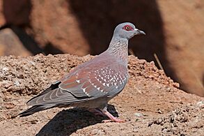 Speckled pigeon (Columba guinea bradfieldi)