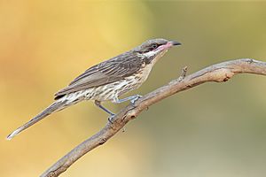 Spiny-cheeked Honeyeater 3434 - Patchewollock Conservation Reserve