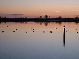 A lake at sunset with gulls on its surface
