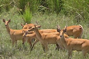 Swamp Deer in Kaziranga National Park